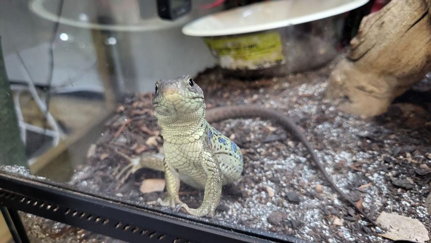 A sociable Jeweled Lacerta comes up to the window