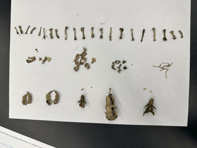 Bones from pellets - Jennifer Williams (2).jpg