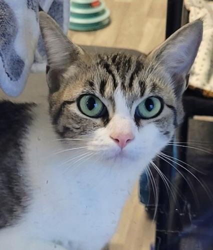 Athena at Cats' Cradle
