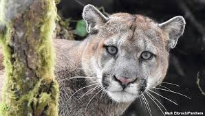Mountain Lion