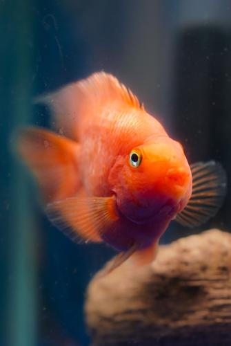 Fishers of Men Aquatics