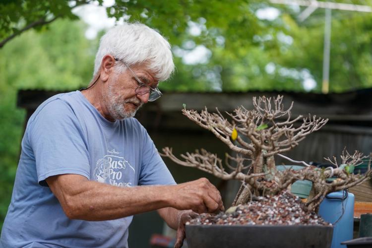 Bonsai Nursery
