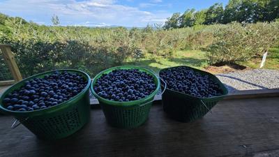 berries