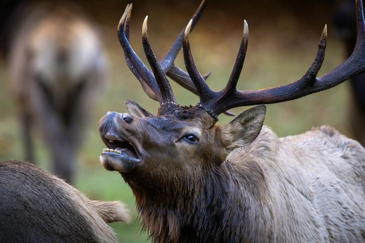 bellowing elk