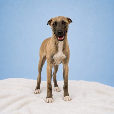 Dump Truck Destiny at Burke Animal Resource Center