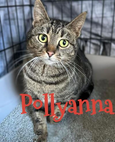 Pollyanna