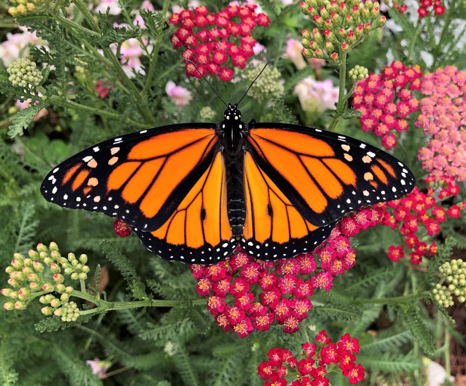 Monarch