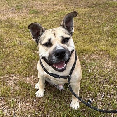 Tiny at Burke Animal Resource Center