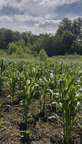 Lee Corn Oak Hill.jpg