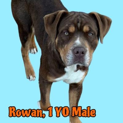 Rowan
