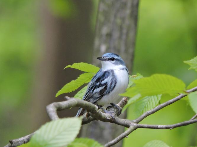 Cerulean warbler