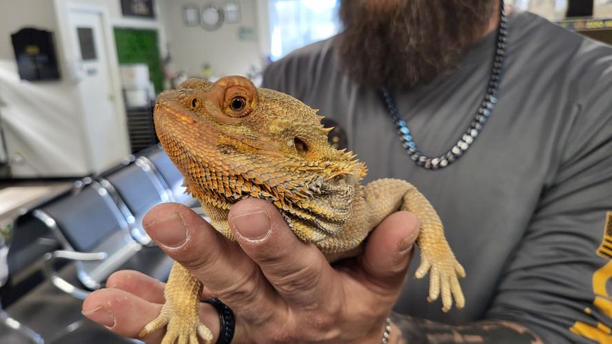CB&K Exotic's mascot Butch the bearded dragon