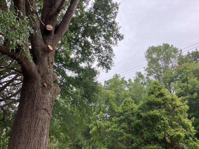 Tree Cutting Photo