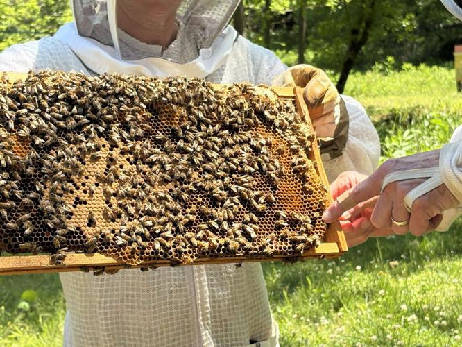 honey bees1.jpg