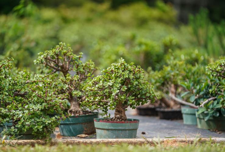 Bonsai Nursery