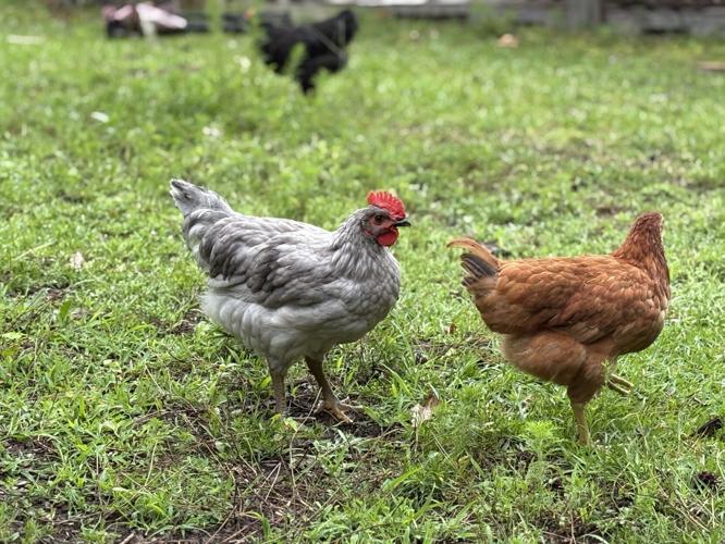 Browning Chix.jpg