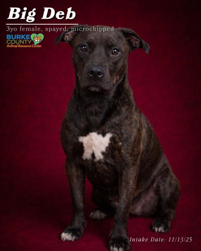 Big Deb at Burke Animal Resource Center