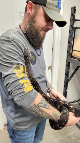 John Marshall holds an IMG Pastel Central American dwarf boa