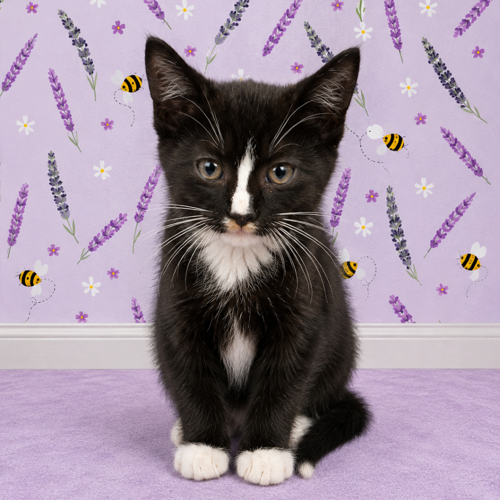 HereKittyKitty.png