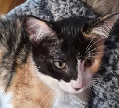 Calypso at Cats' Cradle