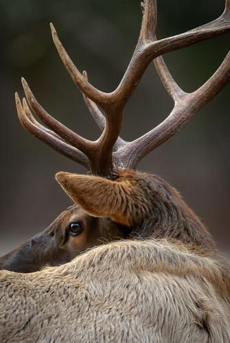 Cataloochee Valley Bull