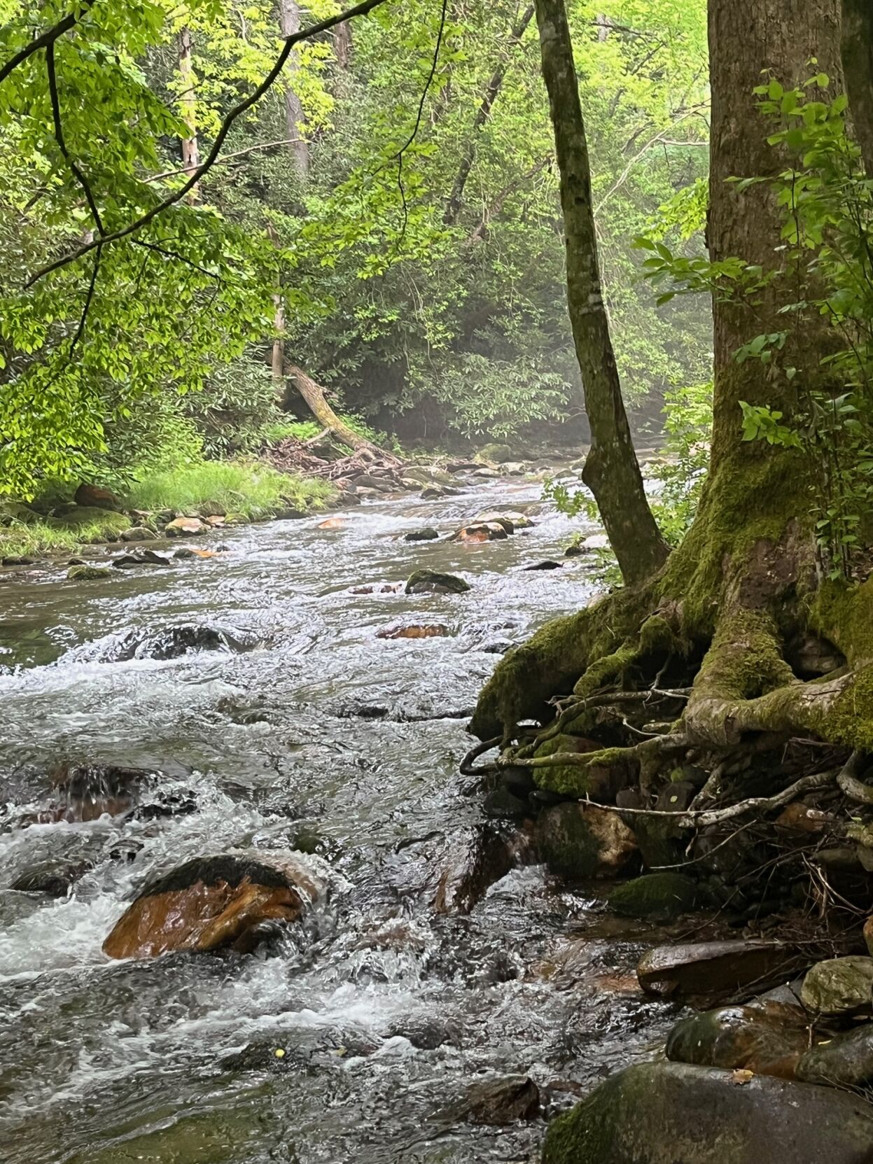 Bidding farewell to the paradise that was Curtis Creek