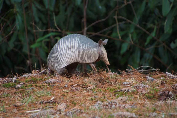 Armadillo One