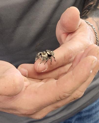John Marshall holds an unusually large jumping spider