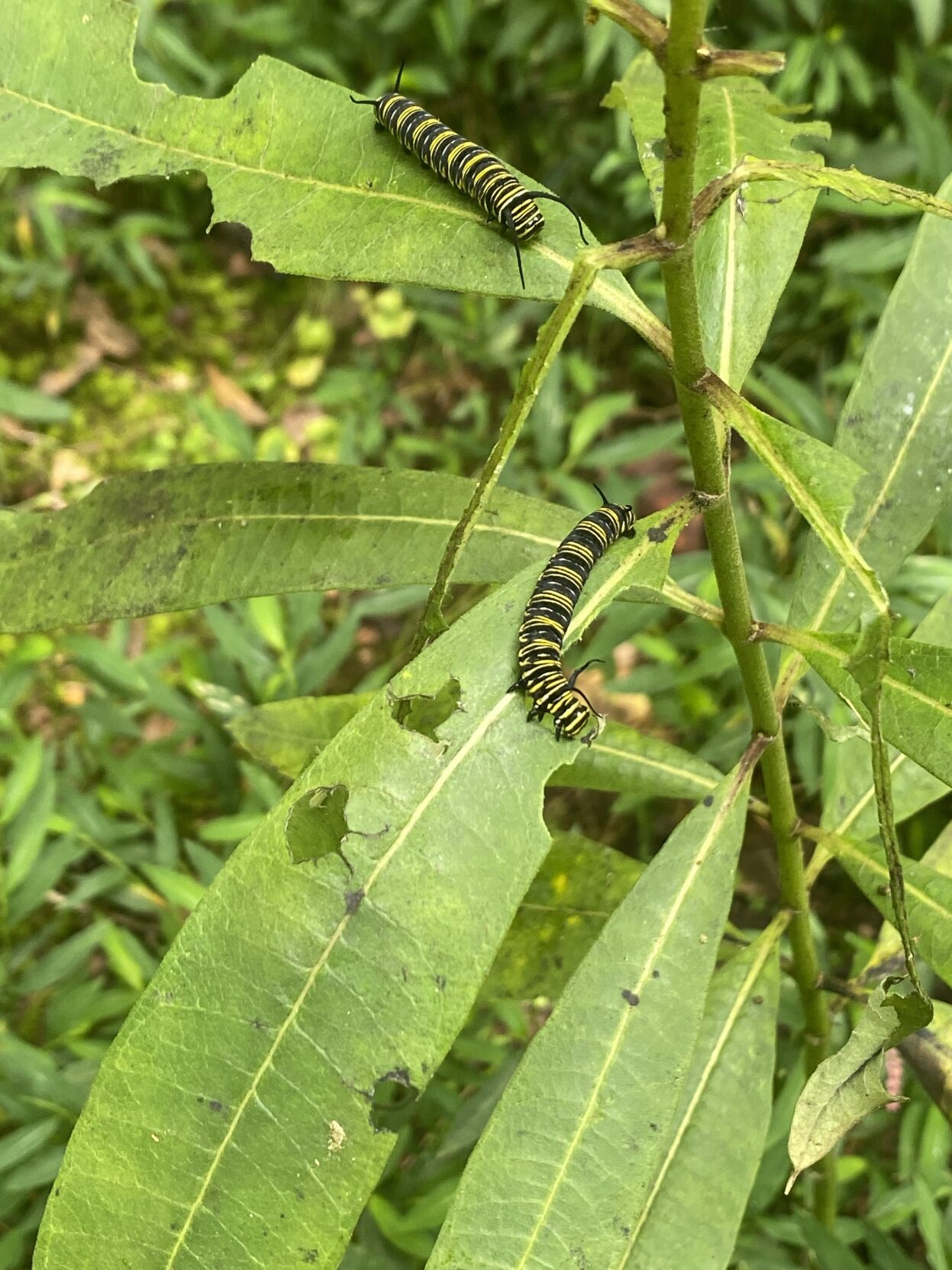 Caterpillars