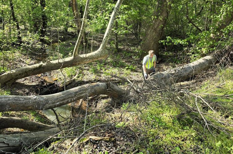 Catawba Riverkeeper volunteers helped remove debris from this stream near Charlotte last month. Woody debris like the fallen trees shown here are important to waterway ecosystems.