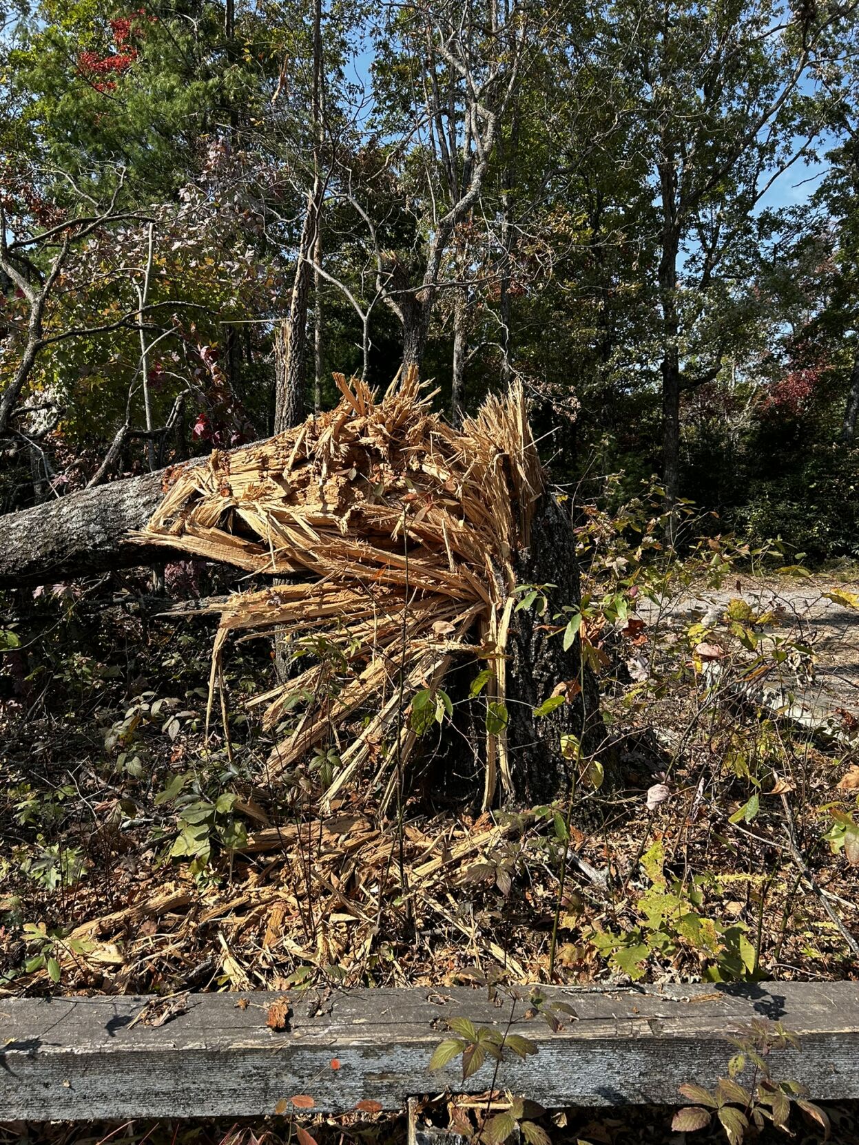 An oak tree near Linville Falls was twisted by the winds of Hurricane Helene in September.