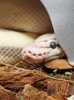 Eight legs, no legs, and everything in between: CB&K Exotics has it all