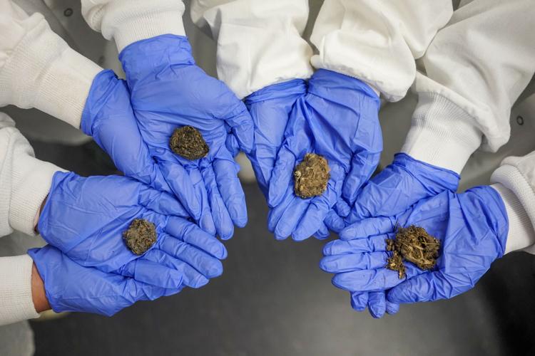 NCSSM Owl Pellet Study