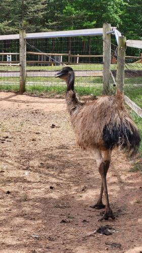 Emu