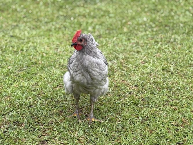 Browning Chicken.jpg