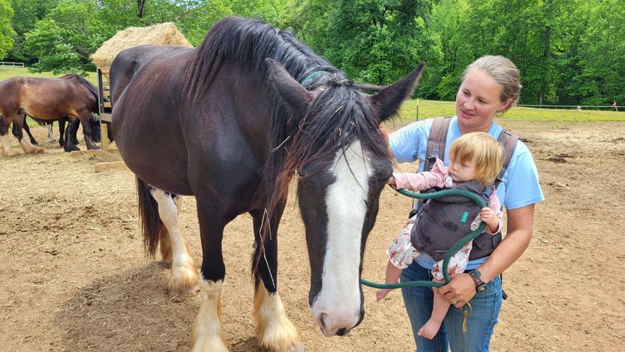 Crosby and Loretta Norris pet Shire mare, Bella