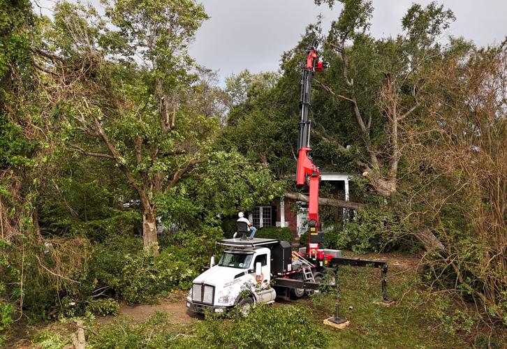 Tree clearing in Morganton