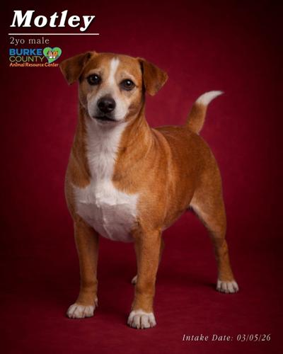 Motley at Burke Animal Resource Center