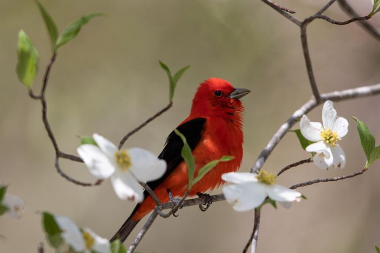 birdy1.jpg