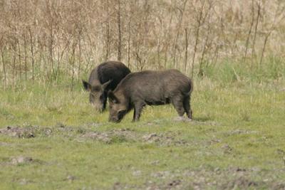 Feral swine