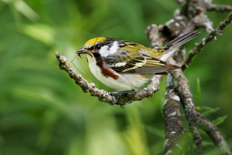 Chesnut-sided warbler