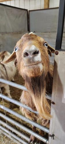 A particularly sociable goat