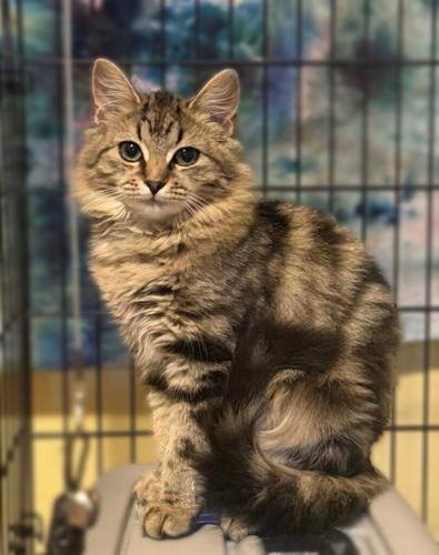 KitKat at Cats' Cradle