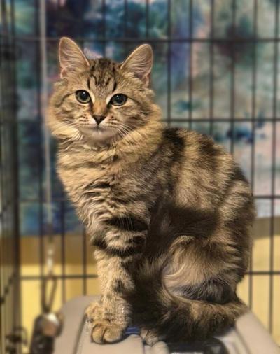 KitKat at Cats' Cradle