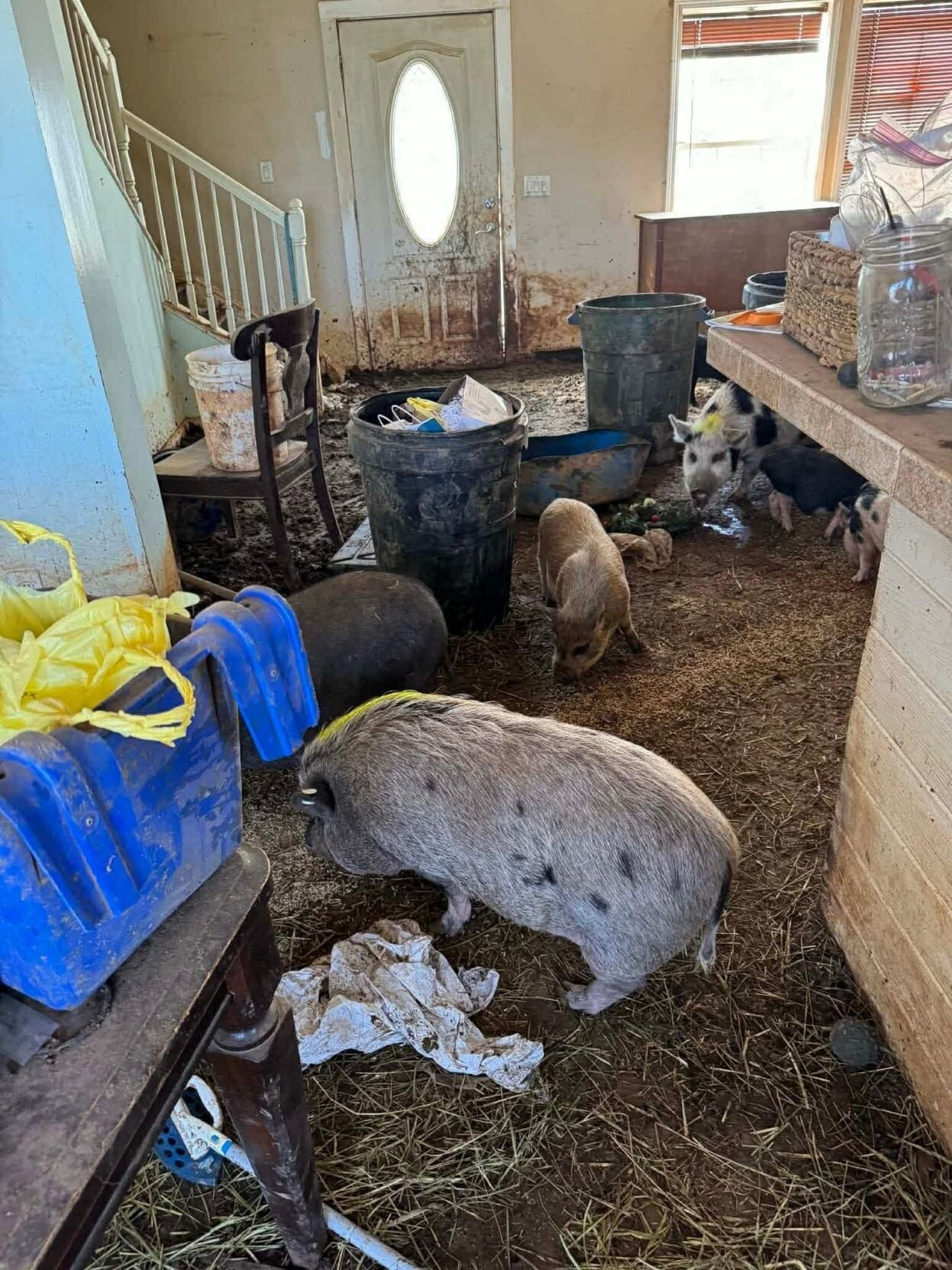 Pigs in the home