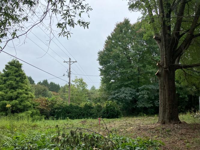 Powerline to 60-year-old Tree