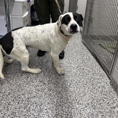 Patches at the Burke Animal Resource Center