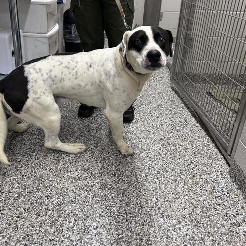 Patches at the Burke Animal Resource Center