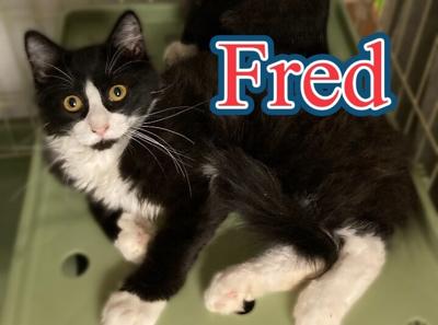 Fred at Cats' Cradle