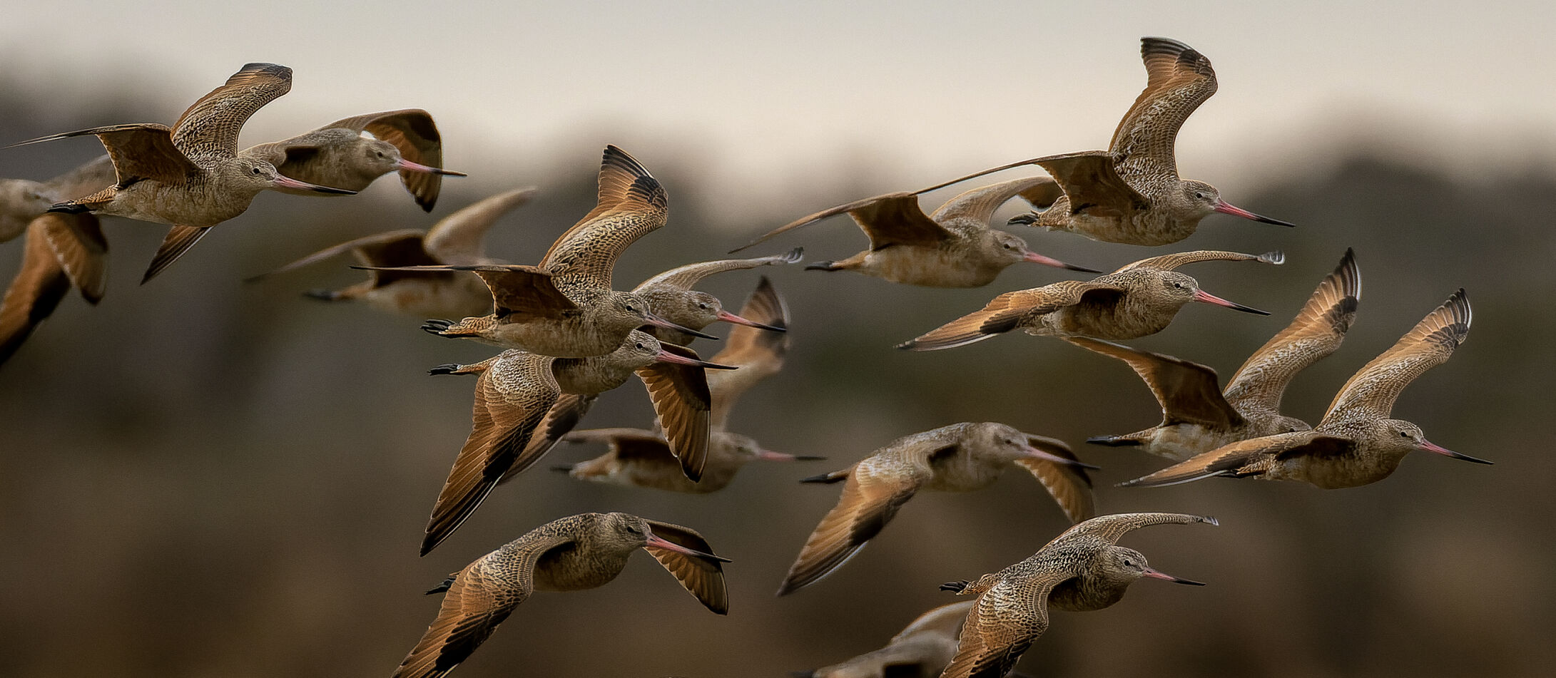 godwits in flight